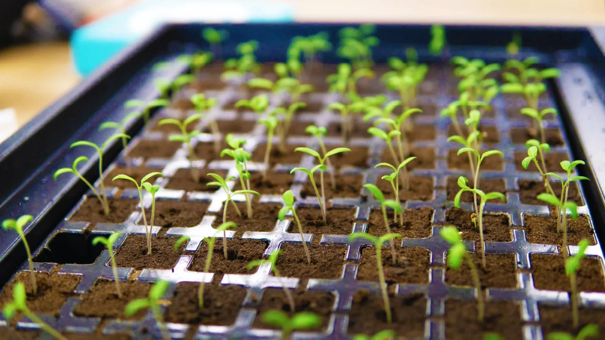 Propagation