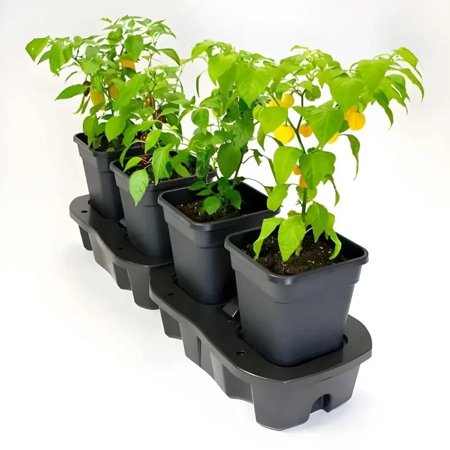 Quadgrow 4 Pot