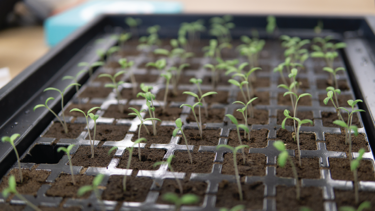 SolarGrow - Propagation
